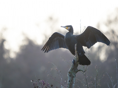 <i class='fa fa-user'></i> Truus Aletta Maan |   Aalscholver  <i class='fa fa-eye'> 248</i>   <i class='fa fa-comment-o'> 3</i>