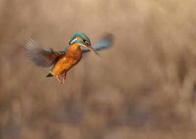 <i class='fa fa-user'></i> Jurgen Maassen |   IJsvogel  <i class='fa fa-eye'> 543</i>  <i class='fa fa-thumbs-up'> 19</i>   <i class='fa fa-comment-o'> 10</i>