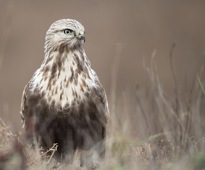 <i class='fa fa-user'></i> Wilfried Solarz |   Ruigpootbuizerd  <i class='fa fa-eye'> 525</i>  <i class='fa fa-thumbs-up'> 30</i>   <i class='fa fa-comment-o'> 17</i>