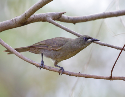 <i class='fa fa-user'></i> Theo Hendriks |   Witsnavelhoningeter  <i class='fa fa-eye'> 159</i>   <i class='fa fa-comment-o'> 2</i>