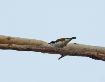 <i class='fa fa-user'></i> Theo Hendriks |   Witkinhoningeter  <i class='fa fa-eye'> 160</i>   <i class='fa fa-comment-o'> 1</i>