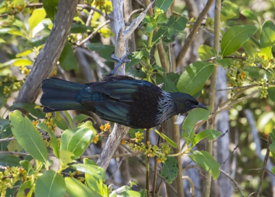 <i class='fa fa-user'></i> Bert Ooms |   Toei  <i class='fa fa-eye'> 184</i>  <i class='fa fa-thumbs-up'> 7</i>   <i class='fa fa-comment-o'> 7</i>