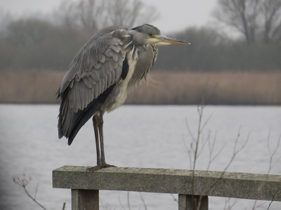 Sombere dag in het Lauwersmeer. Niet helemaal ingezoomd met de Canon SX 50 waardoor de achtergrond goed zichtbaar is en ook goed past bij de reiger op de voorgrond.