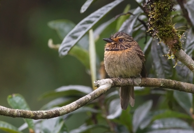 <i class='fa fa-user'></i> charlysax |   Zwart-witte Baardkoekoek  <i class='fa fa-eye'> 207</i>  <i class='fa fa-thumbs-up'> 3</i>   <i class='fa fa-comment-o'> 4</i>