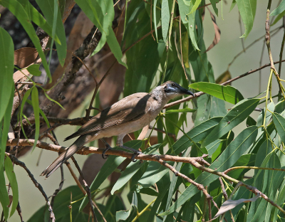 <i class='fa fa-user'></i> Theo Hendriks |   Kleine Lederkop  <i class='fa fa-eye'> 156</i>   <i class='fa fa-comment-o'> 0</i>