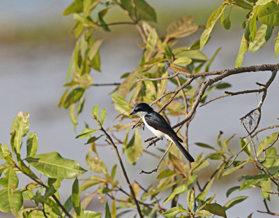 <i class='fa fa-user'></i> Theo Hendriks |   Kleine Witkeelmonarch  <i class='fa fa-eye'> 188</i>   <i class='fa fa-comment-o'> 0</i>