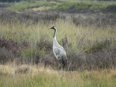 Maar liefst 4 paar kraanvogels op het Dwingelderveld in 2018. Geen enkel paar bracht jongen groot. De vogels bleven wel de hele zomer op het Dwingelderveld en in het beekdal van de Ruiner Aa.
