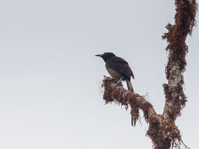 <i class='fa fa-user'></i> Paul van Giersbergen |   Prachtastrapia  <i class='fa fa-eye'> 181</i>   <i class='fa fa-comment-o'> 2</i>