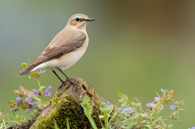 <i class='fa fa-user'></i> FransvanBoxtel |   Tapuit  <i class='fa fa-eye'> 446</i>  <i class='fa fa-thumbs-up'> 8</i>   <i class='fa fa-comment-o'> 8</i>