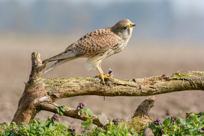 Belaagd door een Zwarte Kraai, landt het vrouwtje opeens met haar prooi, voor de hut op de tak. Tijdens het verwerken van de muis, houdt ze de kraai nauwgezet in de gaten. Zo weer eens een mooi moment meegemaakt.