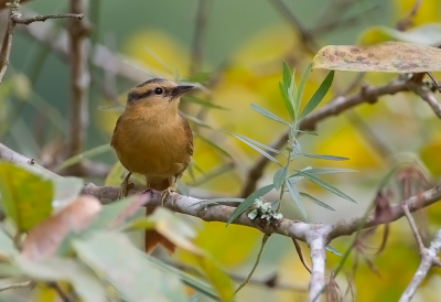 <i class='fa fa-user'></i> charlysax |   Geelkapbladspeurder  <i class='fa fa-eye'> 165</i>  <i class='fa fa-thumbs-up'> 2</i>   <i class='fa fa-comment-o'> 3</i>