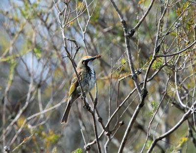 <i class='fa fa-user'></i> Theo Hendriks |   Goudkruinhoningeter  <i class='fa fa-eye'> 186</i>   <i class='fa fa-comment-o'> 4</i>