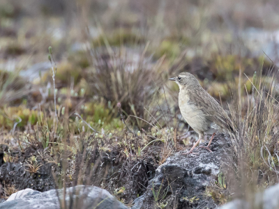 <i class='fa fa-user'></i> Paul van Giersbergen |   Papoeapieper  <i class='fa fa-eye'> 170</i>   <i class='fa fa-comment-o'> 6</i>