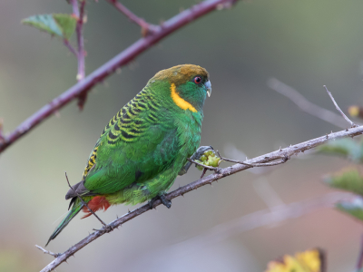 <i class='fa fa-user'></i> Paul van Giersbergen |   Bruinkoptijgerparkiet  <i class='fa fa-eye'> 217</i>  <i class='fa fa-thumbs-up'> 5</i>   <i class='fa fa-comment-o'> 5</i>