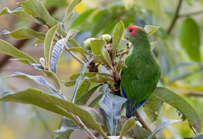 <i class='fa fa-user'></i> charlysax |   Roodkappapegaai  <i class='fa fa-eye'> 177</i>   <i class='fa fa-comment-o'> 6</i>