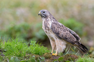 Wekenlang vogels fotograferen vanuit dezelfde hut en de daarmee gepaard gaande activiteiten van te voren en erna, trekt altijd wel de aandacht van o.a. roofvogels zoals deze Buizerd.