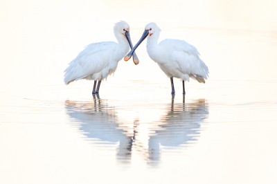 <i class='fa fa-user'></i> Hans Overduin |   Lepelaar  <i class='fa fa-eye'> 430</i>  <i class='fa fa-thumbs-up'> 30</i>   <i class='fa fa-comment-o'> 19</i>