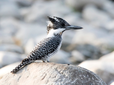 <i class='fa fa-user'></i> Frank van der Wielen |   Chinese Reuzenijsvogel  <i class='fa fa-eye'> 248</i>  <i class='fa fa-thumbs-up'> 1</i>   <i class='fa fa-comment-o'> 2</i>