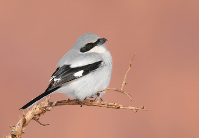 <i class='fa fa-user'></i> thijsglastra |   Amerikaanse Klapekster  <i class='fa fa-eye'> 479</i>  <i class='fa fa-thumbs-up'> 27</i>   <i class='fa fa-comment-o'> 22</i>