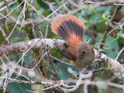 <i class='fa fa-user'></i> Paul van Giersbergen |   Dimorfe Waaierstaart  <i class='fa fa-eye'> 223</i>   <i class='fa fa-comment-o'> 3</i>