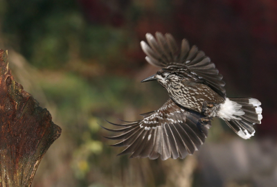 <i class='fa fa-user'></i> Gejo Wassink |   Notenkraker  <i class='fa fa-eye'> 403</i>   <i class='fa fa-comment-o'> 4</i>