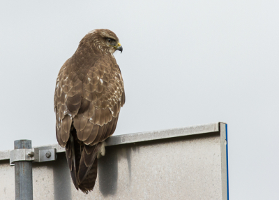 Tijdens een autoritje de auto even aan de kant gezet om m'n jas uit te trekken. Zat er per toeval aan de andere kant van de weg een Buizerd. Voorzichtig de spullen gepakt. Tot m'n verbazing bleef ie zelfs na het openen van het raam zitten.