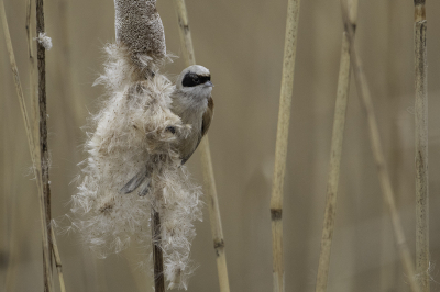 Lastig vogeltje om te vinden, maar in Schiedam waren er twee gespot dus daar eens wezen kijken. na lang wachten liet die zich even mooi zien.