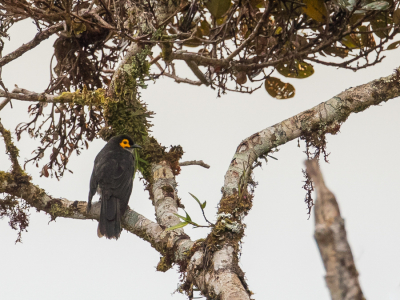 <i class='fa fa-user'></i> Paul van Giersbergen |   Geelwanghoningeter  <i class='fa fa-eye'> 154</i>   <i class='fa fa-comment-o'> 1</i>