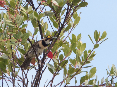 <i class='fa fa-user'></i> Paul van Giersbergen |   Ornaathoningeter  <i class='fa fa-eye'> 160</i>   <i class='fa fa-comment-o'> 1</i>
