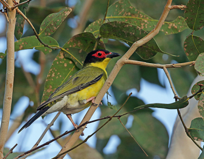 <i class='fa fa-user'></i> Theo Hendriks |   Grijskraagvijgvogel  <i class='fa fa-eye'> 184</i>   <i class='fa fa-comment-o'> 4</i>