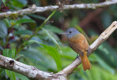 <i class='fa fa-user'></i> charlysax |   Grijskopattila  <i class='fa fa-eye'> 172</i>  <i class='fa fa-thumbs-up'> 1</i>   <i class='fa fa-comment-o'> 3</i>