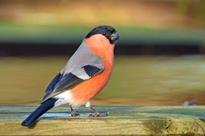 Was in de tuin bezig wat koop- en pimpelmezen aan het fotograferen aangezien er anders niet veel te zien is. Ineens komen twee mannetjes goudvinken dichtbij. Na enkele foto's waren ze weer even snel vertrokken.