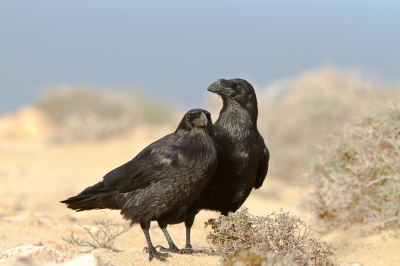 <i class='fa fa-user'></i> JHR |   Raaf  <i class='fa fa-eye'> 311</i>  <i class='fa fa-thumbs-up'> 5</i>   <i class='fa fa-comment-o'> 5</i>