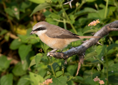 <i class='fa fa-user'></i> Frank van der Wielen |   Bruine Klauwier  <i class='fa fa-eye'> 272</i>   <i class='fa fa-comment-o'> 2</i>