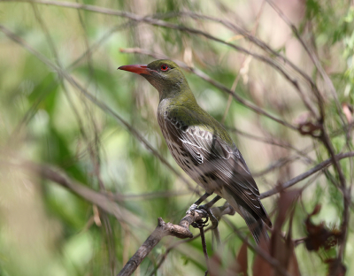 <i class='fa fa-user'></i> Theo Hendriks |   Olijfrugwielewaal  <i class='fa fa-eye'> 191</i>  <i class='fa fa-thumbs-up'> 4</i>   <i class='fa fa-comment-o'> 4</i>