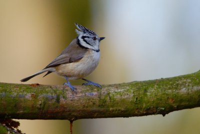 Na verschillende 1e vogels probeersels goudhaantje en putter
die in tijdelijke foto`s belanden nog maar een poging met deze kuifmees.