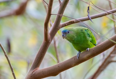 <i class='fa fa-user'></i> charlysax |   Roodkappapegaai  <i class='fa fa-eye'> 171</i>  <i class='fa fa-thumbs-up'> 1</i>   <i class='fa fa-comment-o'> 7</i>