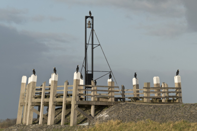 <i class='fa fa-user'></i> Gert-Jan Cromwijk |   Aalscholver  <i class='fa fa-eye'> 339</i>  <i class='fa fa-thumbs-up'> 14</i>   <i class='fa fa-comment-o'> 16</i>