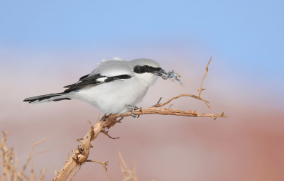 <i class='fa fa-user'></i> thijsglastra |   Amerikaanse Klapekster  <i class='fa fa-eye'> 605</i>  <i class='fa fa-thumbs-up'> 35</i>   <i class='fa fa-comment-o'> 17</i>