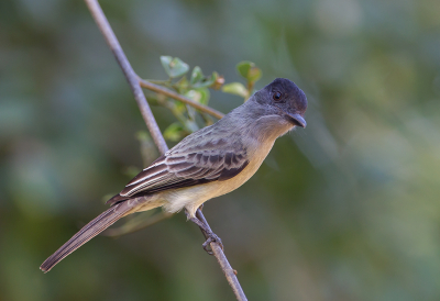 <i class='fa fa-user'></i> charlysax |   Grijsrugsirystestiran  <i class='fa fa-eye'> 162</i>   <i class='fa fa-comment-o'> 2</i>