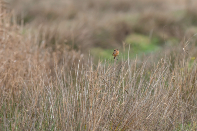 Nu zou je er misschien voor kunnen kiezen om links een stukje weg te snijden, maar ik heb gekozen om er juist rechts iets af te halen. Het groene deel (gras?) waar het vogeltje voor zit haal je zo iets uit het midden. Links blijft dat onscherpe riet dan lekker tegen het kader zitten.