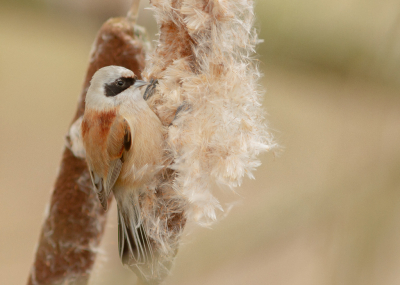 <i class='fa fa-user'></i> Marie-Jos Boon |   Buidelmees  <i class='fa fa-eye'> 348</i>  <i class='fa fa-thumbs-up'> 3</i>   <i class='fa fa-comment-o'> 4</i>