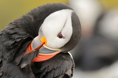 <i class='fa fa-user'></i> Peter Grobben |   Papegaaiduiker  <i class='fa fa-eye'> 259</i>  <i class='fa fa-thumbs-up'> 2</i>   <i class='fa fa-comment-o'> 8</i>