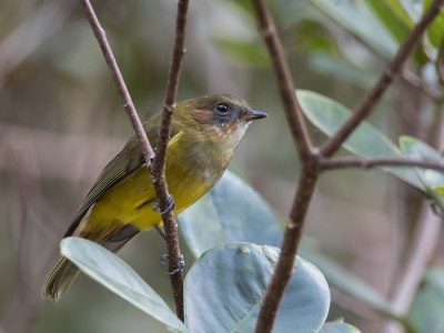 <i class='fa fa-user'></i> Paul van Giersbergen |   Lorentz' Fluiter  <i class='fa fa-eye'> 155</i>   <i class='fa fa-comment-o'> 2</i>