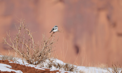 <i class='fa fa-user'></i> thijsglastra |   Amerikaanse Klapekster  <i class='fa fa-eye'> 420</i>  <i class='fa fa-thumbs-up'> 12</i>   <i class='fa fa-comment-o'> 14</i>