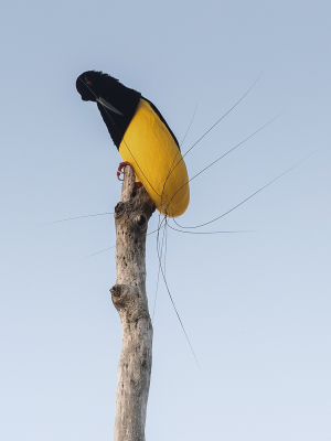 <i class='fa fa-user'></i> Paul van Giersbergen |   Twaalfdradige Paradijshop  <i class='fa fa-eye'> 384</i>  <i class='fa fa-thumbs-up'> 17</i>   <i class='fa fa-comment-o'> 14</i>