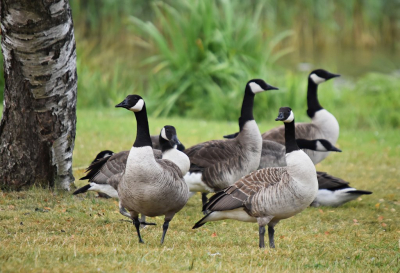 Deze foto van een prachtige groep Canadese ganzen is gemaakt op een mooie zomerochtend bij het water in Friesland