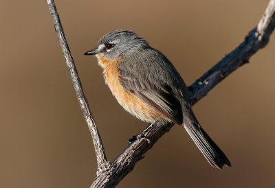 <i class='fa fa-user'></i> charlysax |   Zilverbrauwtiran  <i class='fa fa-eye'> 144</i>  <i class='fa fa-thumbs-up'> 1</i>   <i class='fa fa-comment-o'> 3</i>