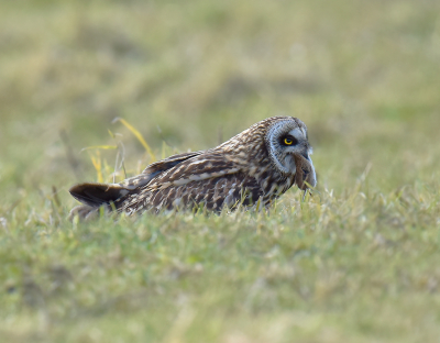 <i class='fa fa-user'></i> henkdikkers |   Velduil  <i class='fa fa-eye'> 548</i>  <i class='fa fa-thumbs-up'> 17</i>   <i class='fa fa-comment-o'> 10</i>