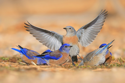 Op de camperplaats bij de Grand Canyon was het een feest met vogels, met name in de ochtenduurtjes. Overal waar je kwam zaten wel vogels, waaronder veel junco's, wat gaaien, maar ook deze Western Bluebirds. Ik had me nauwelijks ingelezen in de aanwezige vogelsoorten, dus toen ik deze soort voor het eerst zag wist ik niet wat ik zag, zulke mooie kleuren... Ze kwamen op het camper park langs in groepjes om water te drinken wat uit de kraantjes voor de campers drupte. Een mooi gezicht hoe ze als een compact groepje kwamen drinken. Deze ochtend was het ruim onder 0 en was het enige vloeibare water het water bij de kraantjes. Daarbij was het mooi zonnig en had ik daardoor genoeg sluitertijd voor wat actiebeelden. Ze vlogen namelijk af en aan om wat te drinken. Het moment is puur geluk maar de sluitertijd liet het gelukkig wel toe. Een van de bluebirds vloog hier net weg wat de foto toch wel extra leuk maakt ;)

Groeten, Thijs